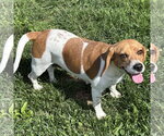 Small #2 Beagle