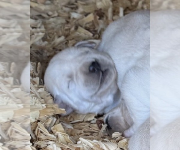 Medium Photo #2 Labrador Retriever Puppy For Sale in ALL HEALING SPRINGS, NC, USA