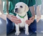 Small Photo #2 Labrador Retriever Puppy For Sale in AURORA, CO, USA