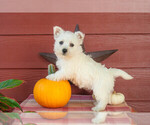 Puppy Rosy West Highland White Terrier