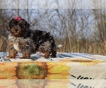 Small #31 ShihPoo