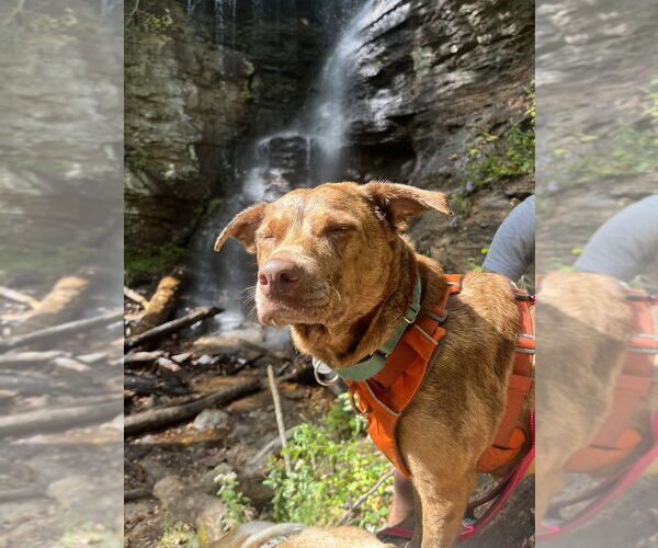 Medium Photo #21 Mutt Puppy For Sale in Candler, NC, USA