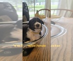 Small Photo #34 English Shepherd Puppy For Sale in NEW CASTLE, IN, USA