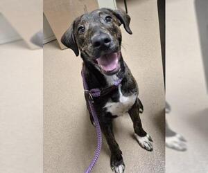 Mutt Dogs for adoption in Decatur, IL, USA