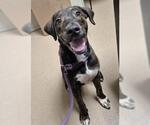 KING JULIEN - Male Mutt Dog for Adoption - Small photo