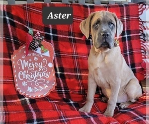 Cane Corso Puppy for sale in MINERAL WELLS, WV, USA