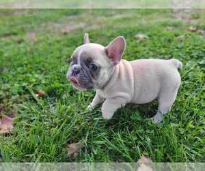 French Bulldog Puppy for sale in QUAPAW, OK, USA