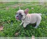 Small Photo #1 French Bulldog Puppy For Sale in QUAPAW, OK, USA