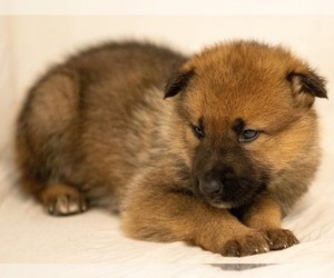 Native American Indian Dog Puppy for sale in WEST STOCKBRIDGE, MA, USA