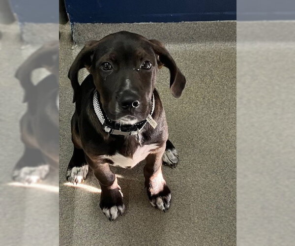 Medium Photo #1 Labrador Retriever-Unknown Mix Puppy For Sale in Sterling, MA, USA