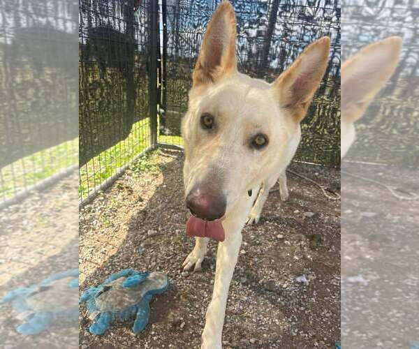 Medium Photo #1 German Shepherd Dog-Unknown Mix Puppy For Sale in Abbeville, LA, USA
