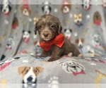 Small #4 YorkiePoo