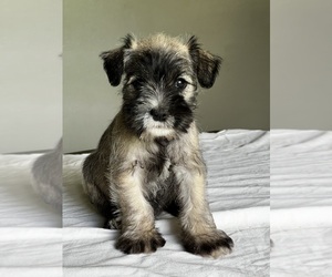 Schnauzer (Miniature) Puppy for sale in IDEAL, GA, USA