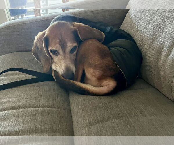 Medium Photo #7 Beagle Puppy For Sale in Tampa, FL, USA