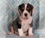 Small Photo #2 Beabull Puppy For Sale in FREDERICKSBURG, OH, USA