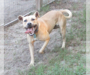 Gilley - Female American Pit Bull Terrier-Labrador Retriever Mix Dog for Adoption - Photo #2