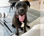 Small #5 American Staffordshire Terrier-Labrador Retriever Mix