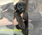 Small #10 Golden Retriever-Schnauzer (Giant) Mix