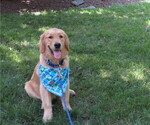 Small #4 Golden Retriever