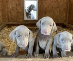 Image preview for Ad Listing. Nickname: Weim puppy