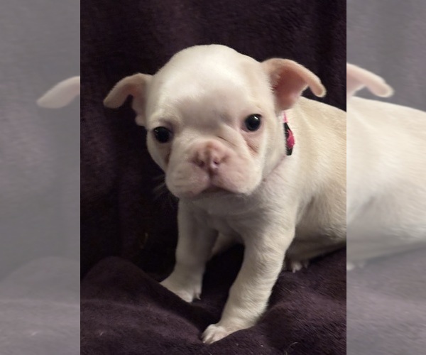 Medium Photo #4 Boston Terrier Puppy For Sale in HAMDEN, CT, USA