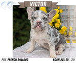 Small Photo #32 French Bulldog Puppy For Sale in GOSHEN, IN, USA