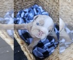 Small Photo #21 Bulldog Puppy For Sale in RIVERSIDE, CA, USA