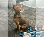 Small #10 American Pit Bull Terrier-Spaniel Mix