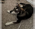 Small #4 Siberian Husky Mix