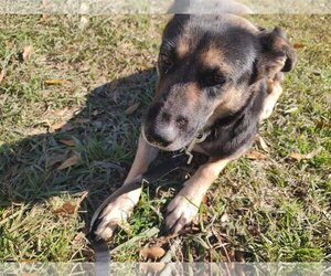 Mutt Dogs for adoption in The Woodlands, TX, USA