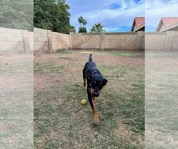 Medium Photo #4 Rottweiler Puppy For Sale in Gilbert, AZ, USA