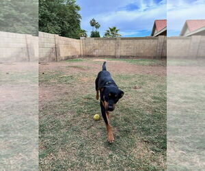 Obi - Male Rottweiler Dog for Adoption - Photo #4
