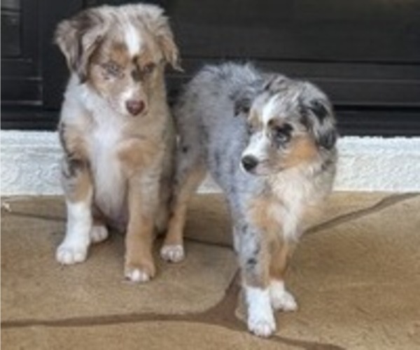 Medium Photo #5 Miniature Australian Shepherd Puppy For Sale in FORT MYERS, FL, USA