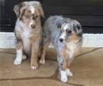 Small #4 Miniature Australian Shepherd