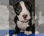 Small #2 American Pit Bull Terrier Mix