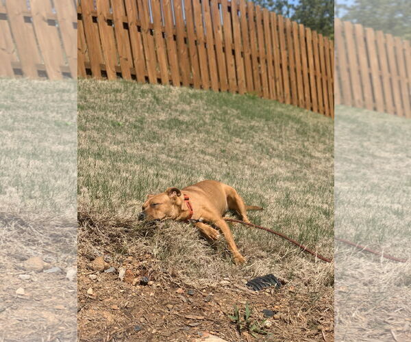 Medium Photo #21 Staffordshire Bull Terrier-Unknown Mix Puppy For Sale in Calhoun, GA, USA