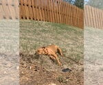 Small #20 Staffordshire Bull Terrier Mix