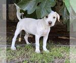 Small Photo #10 Colonial Cocker Spaniel-Unknown Mix Puppy For Sale in San Diego, CA, USA