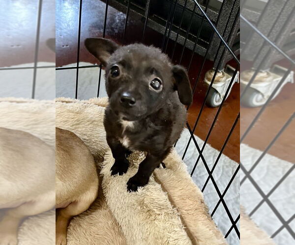 Medium Photo #2 Chihuahua-Unknown Mix Puppy For Sale in San Diego , CA, USA