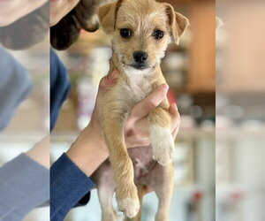 Mutt Dogs for adoption in Mesa, AZ, USA