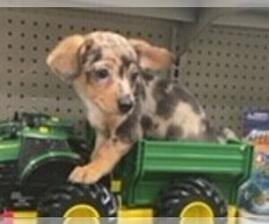 Chiweenie Puppy for sale in LEWISVILLE, TX, USA