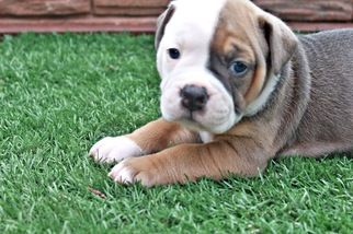 Olde English Bulldogge Puppy for sale in ROCHESTER, MN, USA