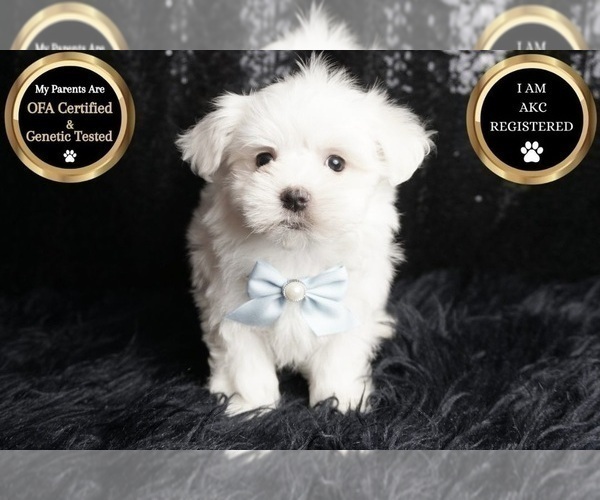 Medium Photo #6 Maltese Puppy For Sale in WARSAW, IN, USA