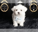 Small Photo #113 Maltese Puppy For Sale in WARSAW, IN, USA