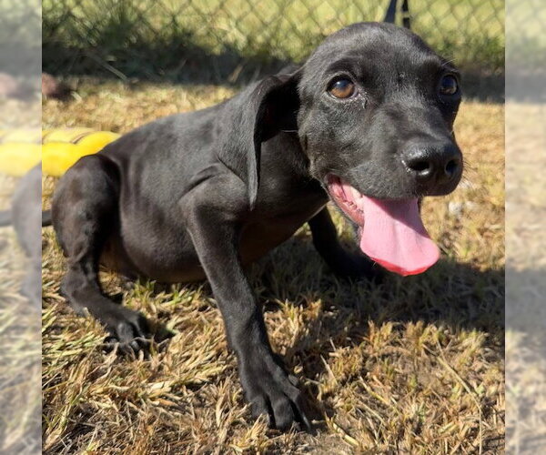 Medium Photo #5 Bulldog-Labrador Retriever Mix Puppy For Sale in Tarrytown, GA, USA