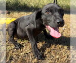 Small Photo #5 Bulldog-Labrador Retriever Mix Puppy For Sale in Tarrytown, GA, USA