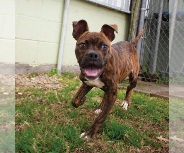 Medium Photo #4 Boxer-Unknown Mix Puppy For Sale in Canton, CT, USA