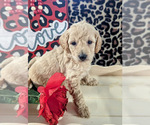 Small Photo #7 Bernedoodle (Miniature) Puppy For Sale in SPARTA, MO, USA
