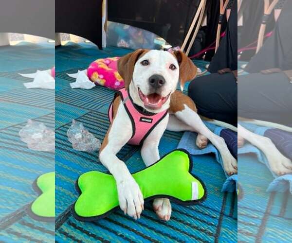 Medium Photo #1 Mutt Puppy For Sale in Spotsylvania, VA, USA