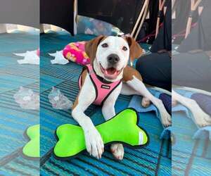 Mutt Dogs for adoption in Spotsylvania, VA, USA